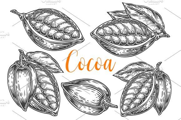 580x386 Pin By Traint On Illustrations - Cacao Sketch