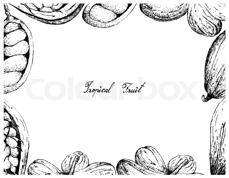 800x622 Tropical Fruit, Illustration Frame Of Hand Drawn Sketch Theobroma - Cacao Sketch