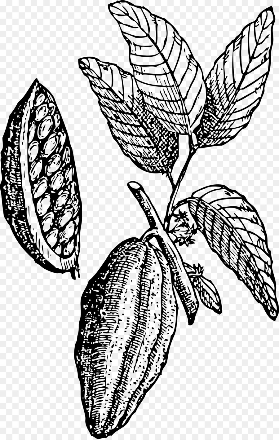 900x1420 White Chocolate Hot Chocolate Cocoa Bean Theobroma Cacao Clip Art - Cacao Sketch