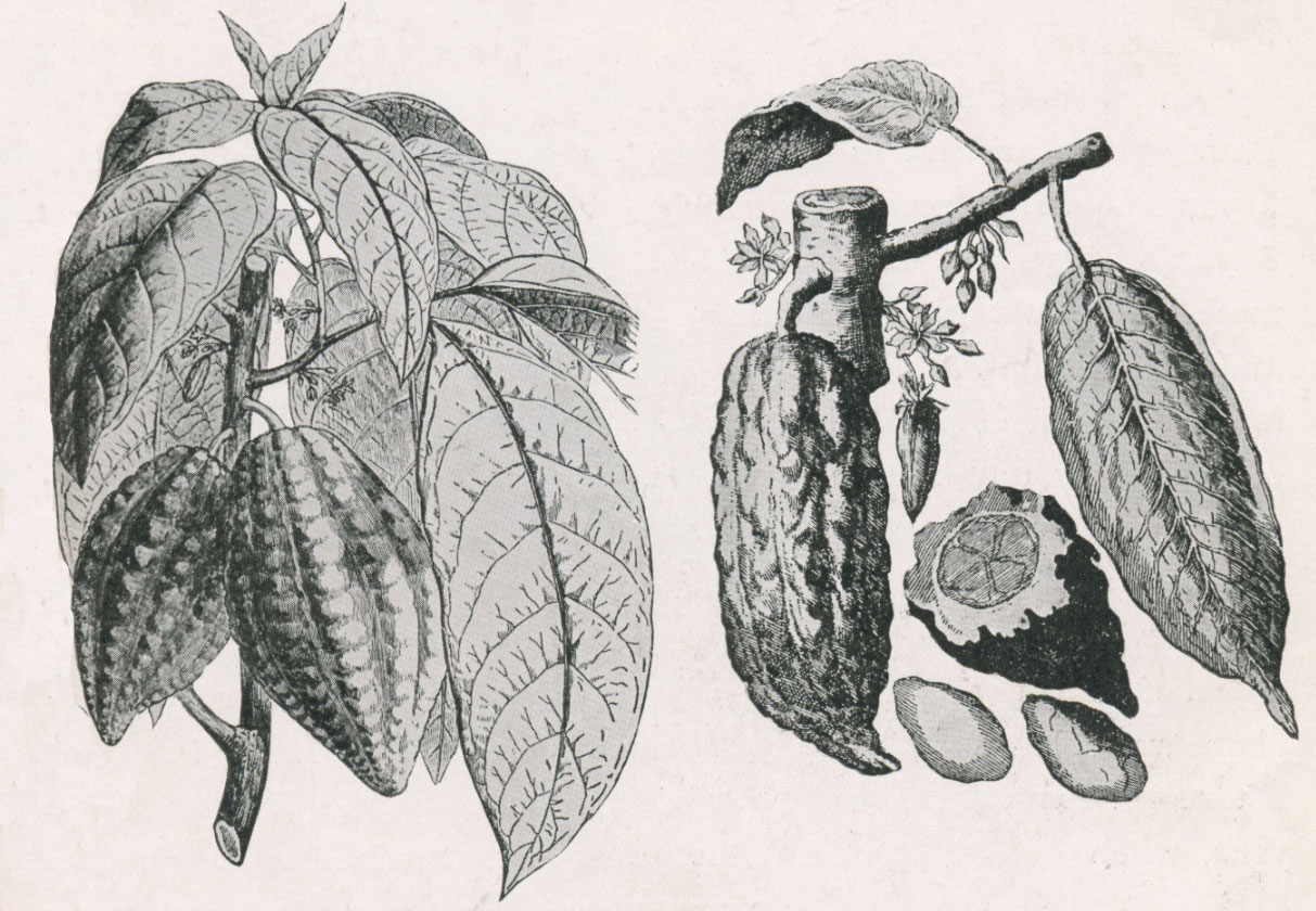 1213x840 Cacao Amp Chocolate Neh Summer Institute For School Teachers - Cacao Sketch