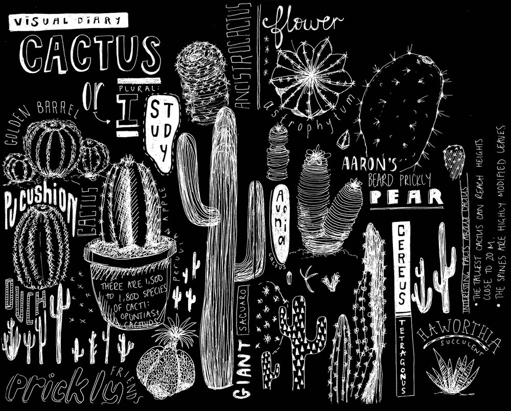 1000x804 Cactus Sketch Study Peita Blythe - Cactus Sketch