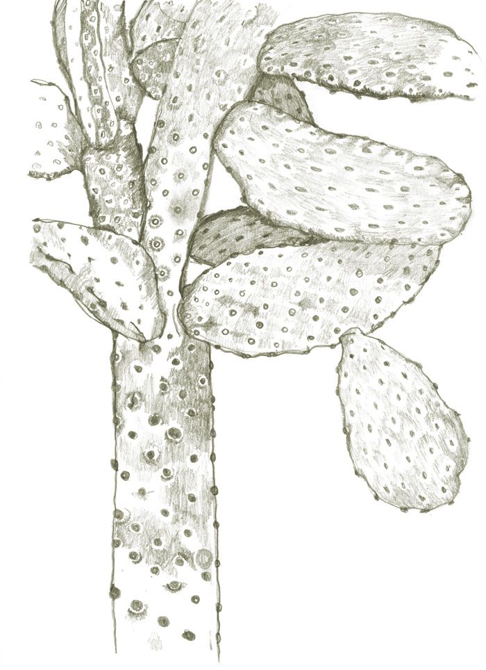 700x964 Cactus Sketch, - Cactus Sketch