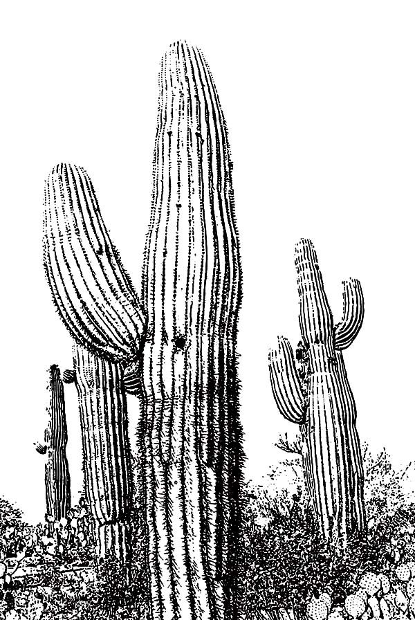600x896 Sketch Of Cactus Coloring Pages Art For November 2016 - Cactus Sketch