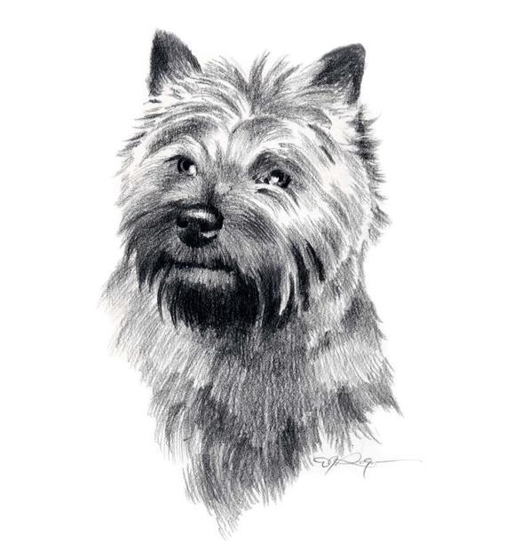 570x610 Cairn Terrier Dog Art Print By Artist Dj Rogers Etsy - Cairn Terrier Sketch