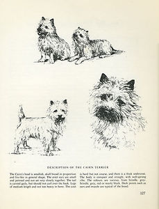 229x300 Cairn Terrier Vintage 1963 Print Sketch - Cairn Terrier Sketch
