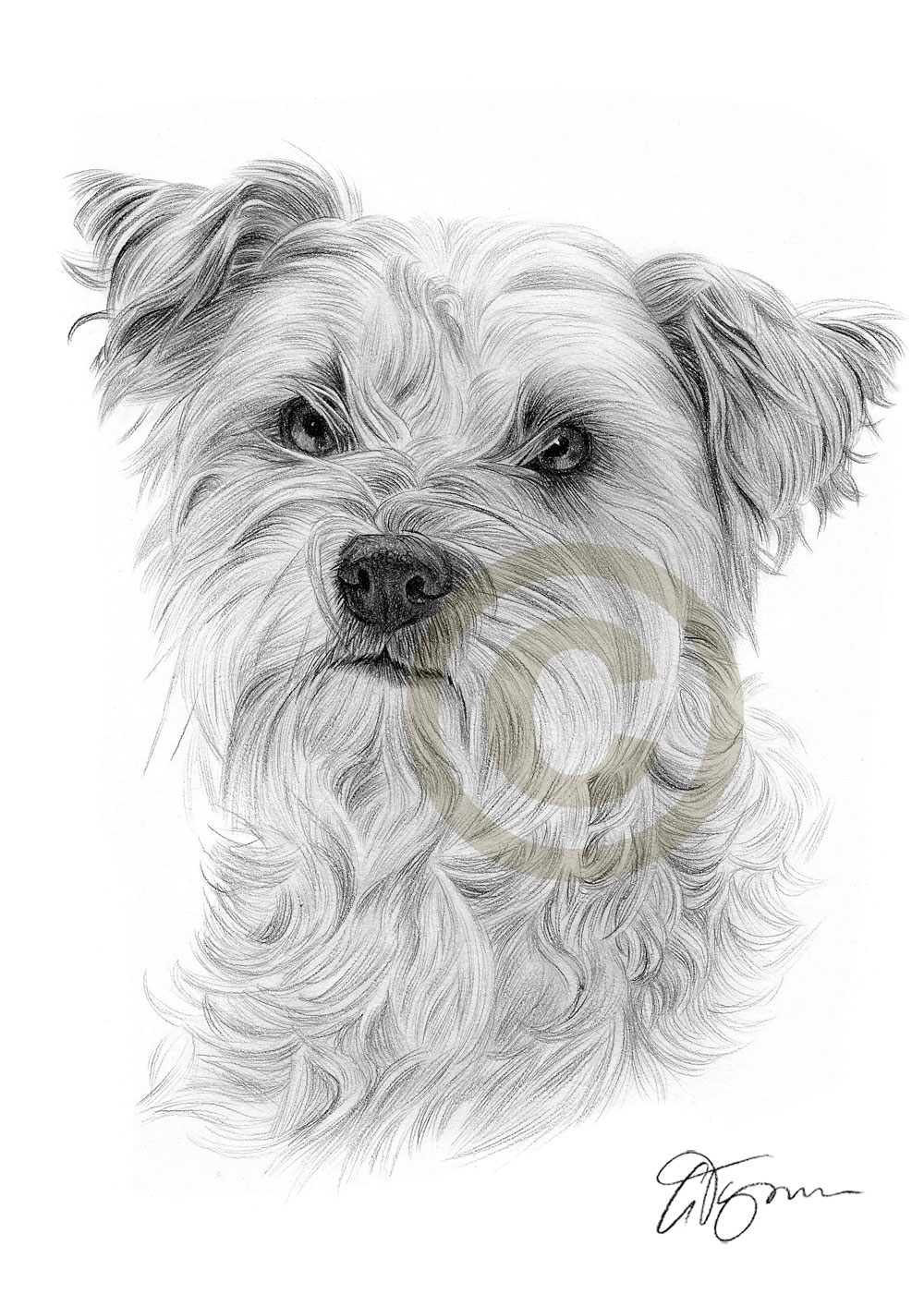 Cairn Terrier Sketch at PaintingValley.com | Explore collection of ...