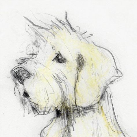 474x474 Cairn Terrier Dog Print 8x10 Or A4, Cairn Terrier Gifts, Modern - Cairn Terrier Sketch