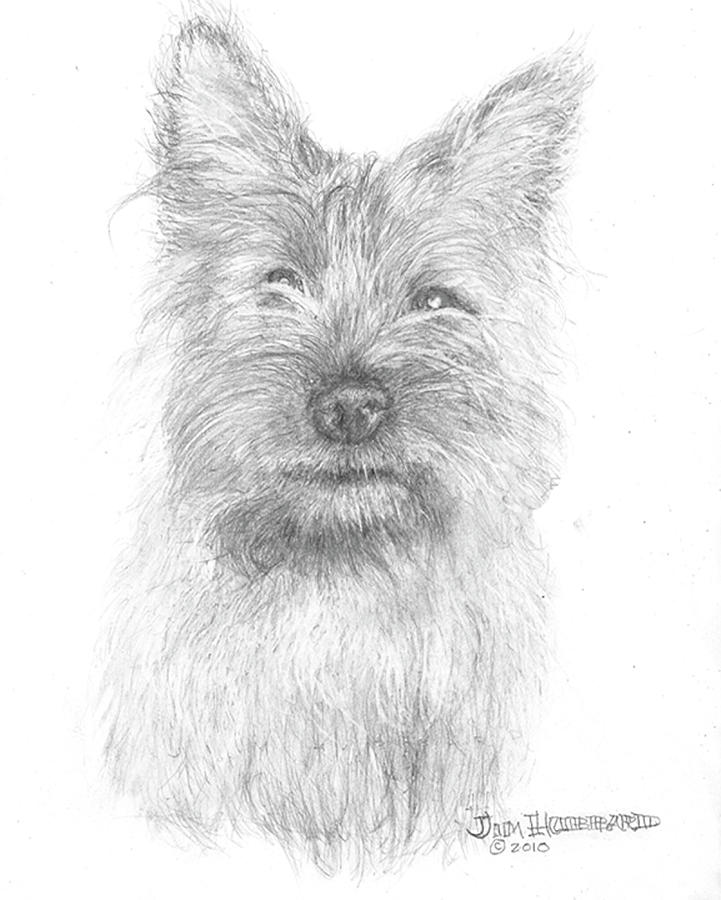 721x900 Cairn Terrier Drawing By Jim Hubbard - Cairn Terrier Sketch