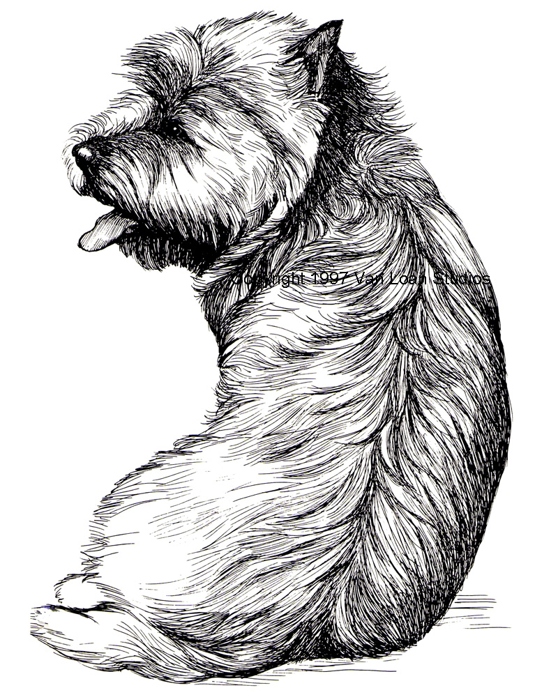 800x1000 Cairn Terrier Sitting Pretty - Cairn Terrier Sketch