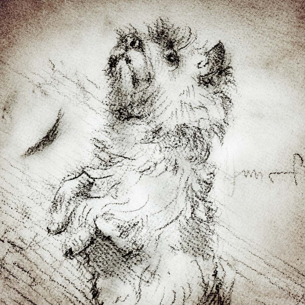 1000x1000 Cairn Terrier Sitting Up Detail Of A Da Vinci Style Drawing - Cairn Terrier Sketch