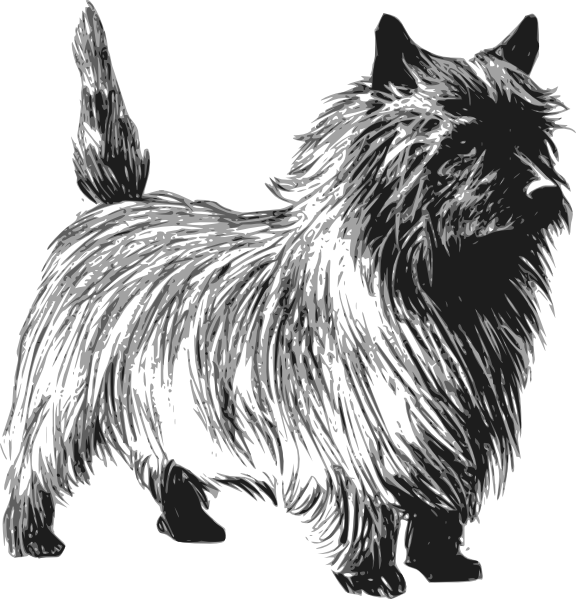 576x599 Dog Clip Art - Cairn Terrier Sketch