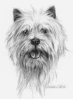 Cairn Terrier Sketch at PaintingValley.com | Explore collection of ...