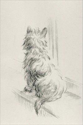 267x400 Cairn Terrier Dog 1946 Sketch By Lucy Dawson ~ Large New Blank - Cairn Terrier Sketch