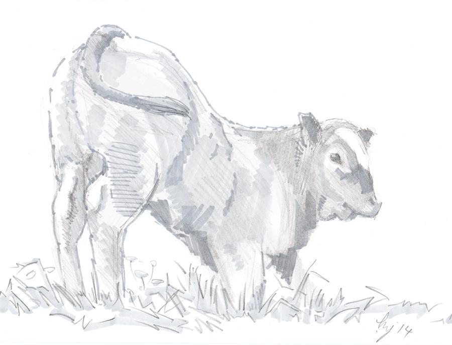 900x686 Calf Drawing Drawing By Mike Jory - Calf Sketch