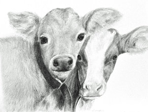 300x228 Calves Drawing By Meagan Visser - Calf Sketch