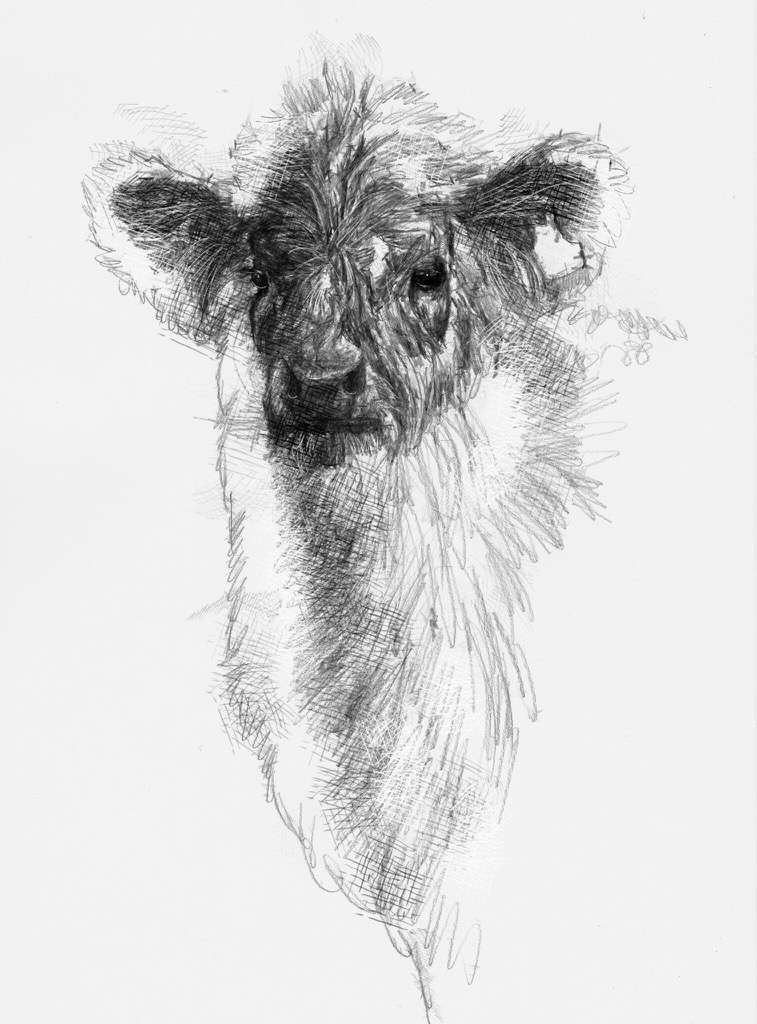 757x1024 Fluffy Calf - Calf Sketch