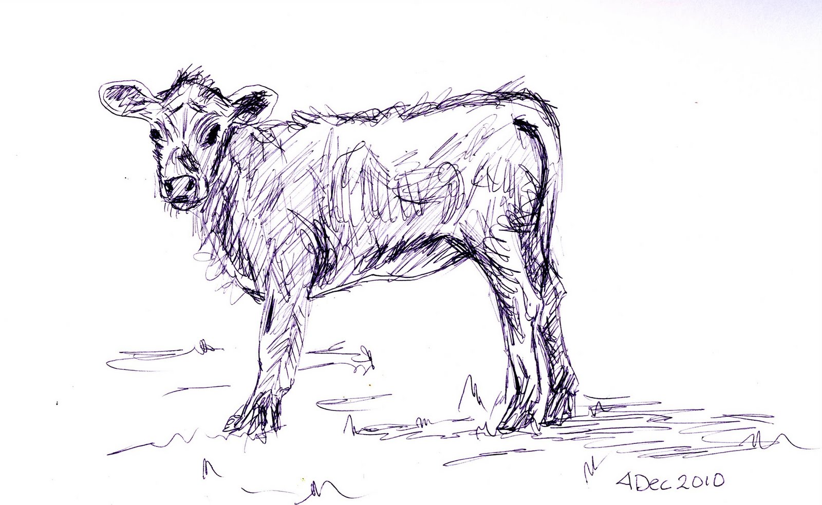 1600x983 Frabjous Art Musings Calf (Sketch 81) - Calf Sketch