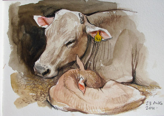 550x388 Gurney Journey First Calf - Calf Sketch