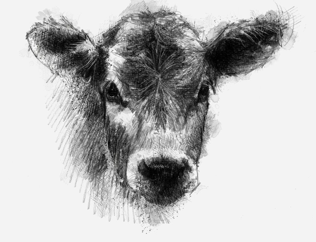 1024x783 Jersey Calf Sketches, Prints And Artist - Calf Sketch