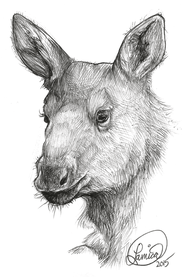 600x910 Moose Calf Sketch By Ilovedragons1 - Calf Sketch