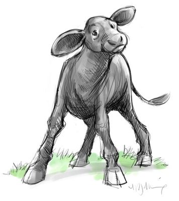 356x400 The Digital Pencil - Calf Sketch