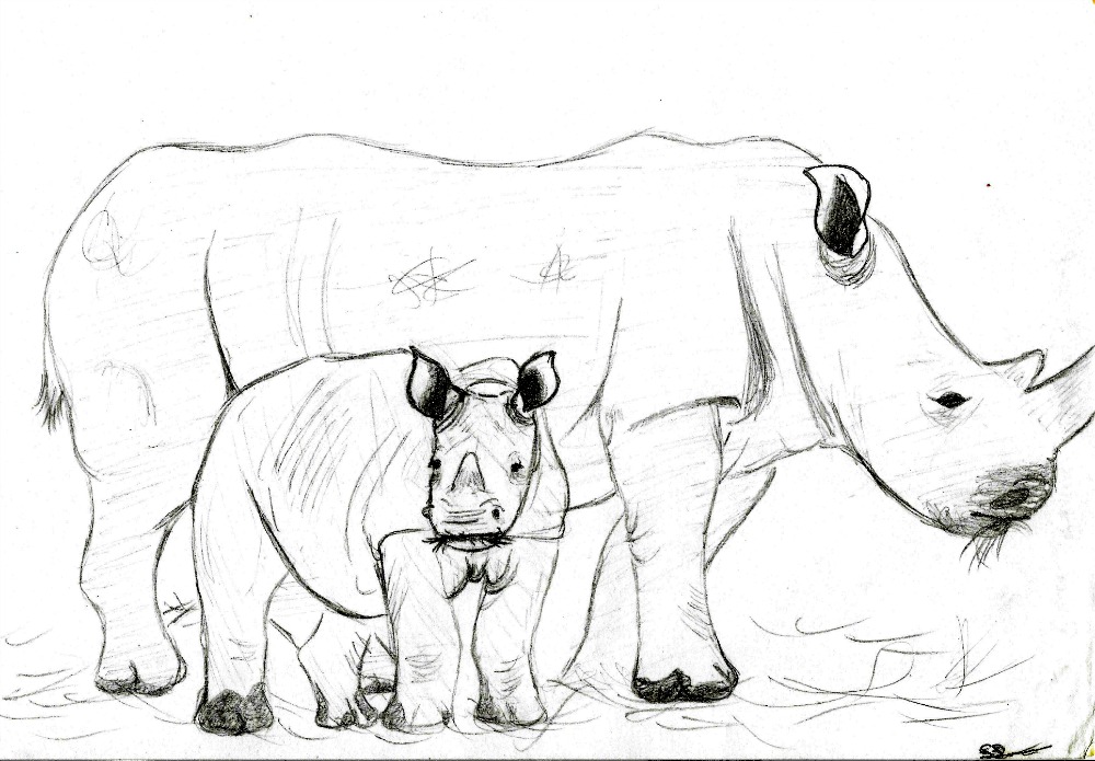 1000x695 White Rhino Mother And Calf Sketch By Thylacinus1 - Calf Sketch