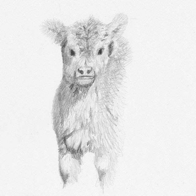 Calf Sketch at PaintingValley.com | Explore collection of Calf Sketch