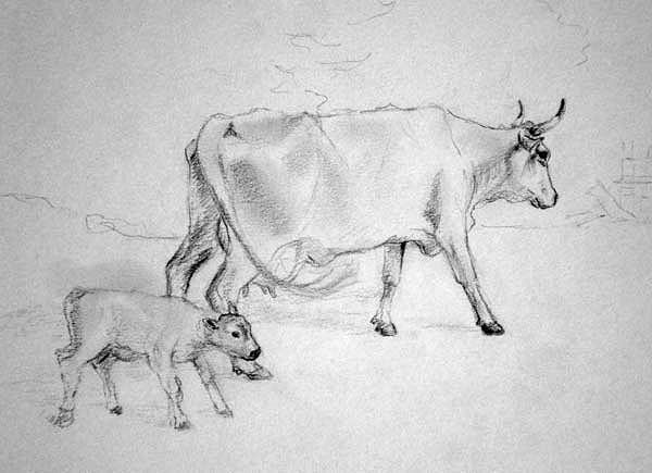 600x435 J23 Cow And Calf 7x5 Pencil Sketch Lakeside Pottery - Calf Sketch