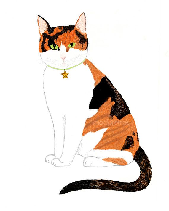 570x713 Collection Of Free Calicle Clipart Realistic Cat. Download On Ubisafe - Calico Cat Sketch