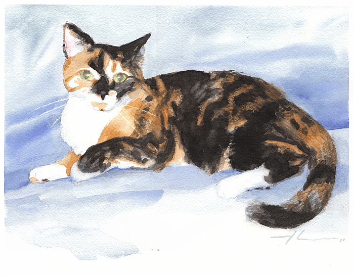 700x544 Image Gallery Watercolor Calico - Calico Cat Sketch