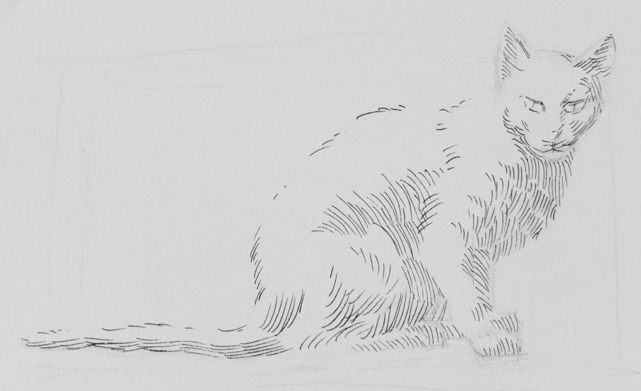 1280x782 Introduction To Drawing Cats - Calico Cat Sketch