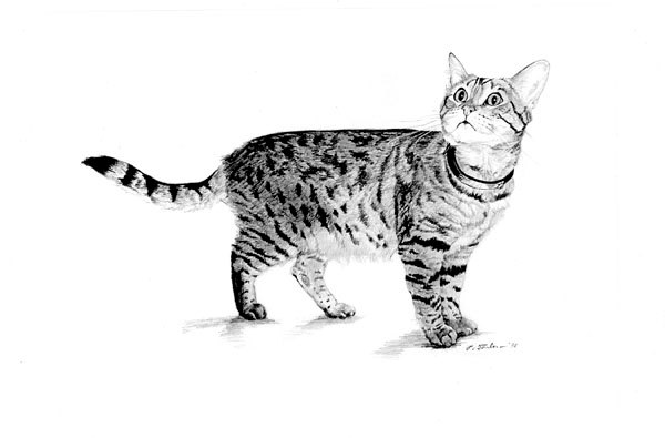600x395 Real Cat Drawing Clip Art - Calico Cat Sketch