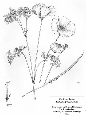 366x494 Collection Of California Poppy Botanical Drawing High - California Poppy Sketch