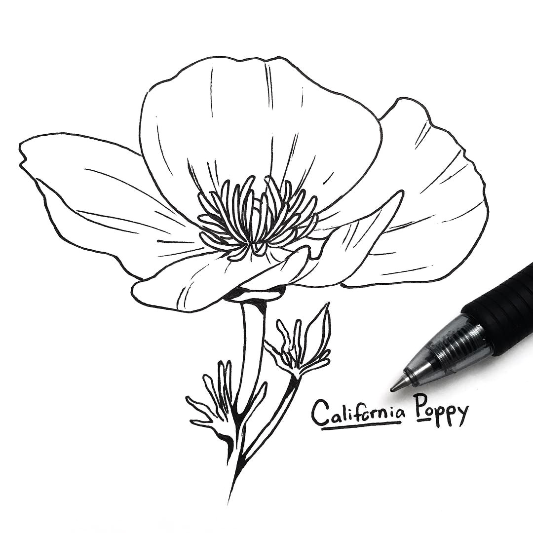 california-poppy-sketch-at-paintingvalley-explore-collection-of