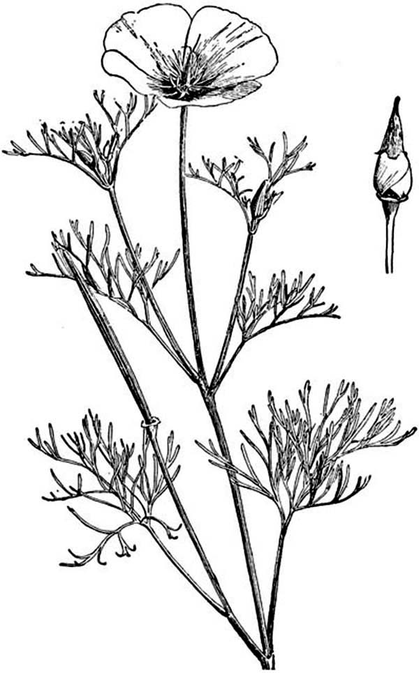 600x965 California Poppy Coloring Pages - California Poppy Sketch