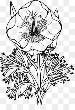 260x380 California Poppy Png Amp California Poppy Transparent Clipart Free - California Poppy Sketch