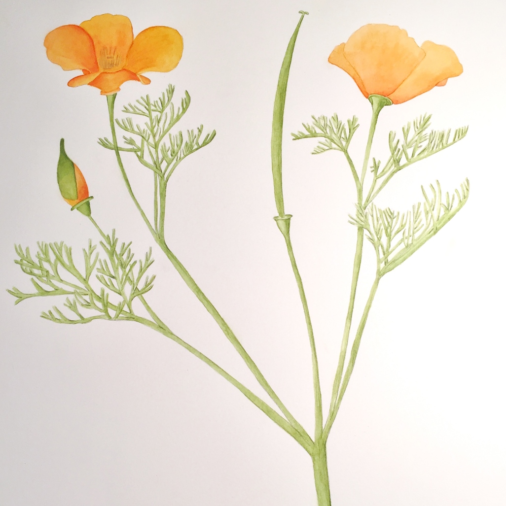 California Poppy Sketch at PaintingValley.com | Explore collection of ...