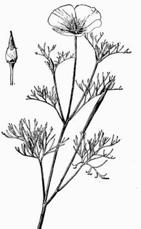 204x331 California Poppy Facts And Health Benefits - California Poppy Sketch