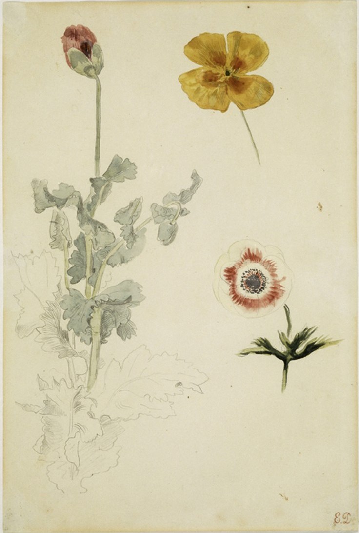 736x1092 Flowers Poppy, Anemone, And California Poppy (Sketch) By Eugene - California Poppy Sketch