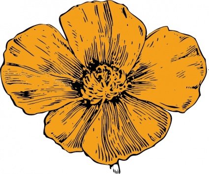 425x355 Free California Poppy Psd Files, Vectors Amp Graphics - California Poppy Sketch