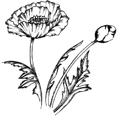 400x396 How To Draw A Poppy Howstuffworks - California Poppy Sketch
