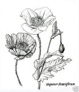 257x300 Pencil Flower Drawings Of Poppy And Ginger Nutmeg Plants Tattoos - California Poppy Sketch