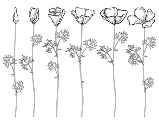 312x240 Search Photos Category Plants And Flowers Gt Flowers Gt Poppies - California Poppy Sketch