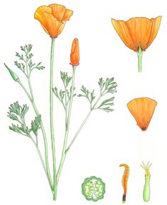 236x290 77 Best California Poppy Images California Poppy - California Poppy Sketch