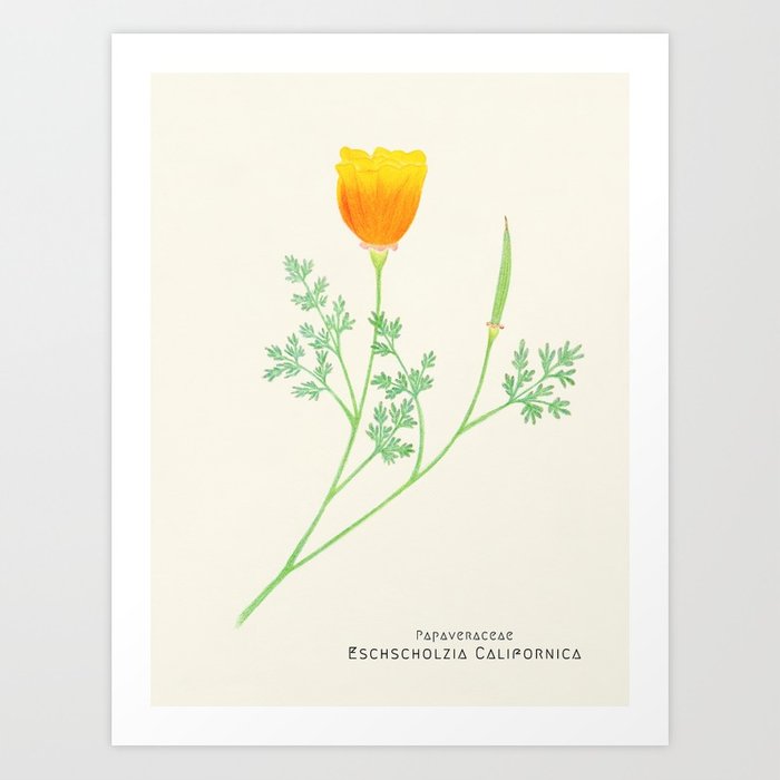 California Poppy Sketch at PaintingValley.com | Explore collection of ...