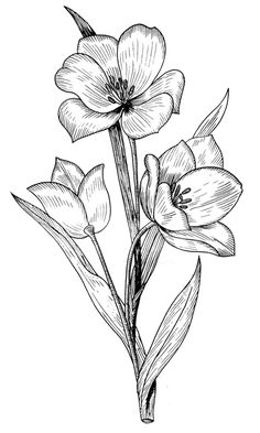 236x393 California Poppy, Awesome Drawing Of California Poppy Coloring - California Poppy Sketch