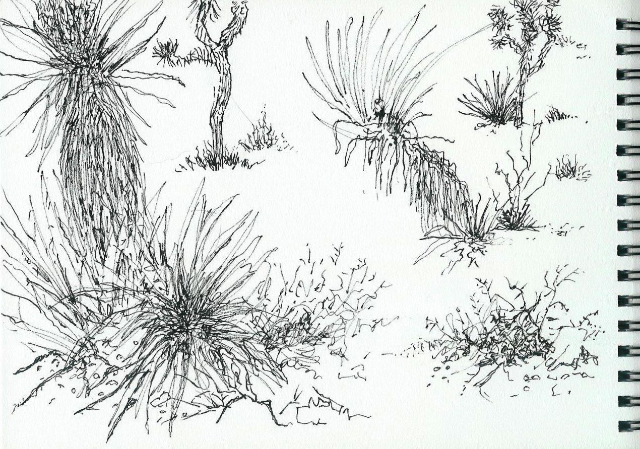 1270x892 California Sketch Series Joshua Tree National Park - California Sketch