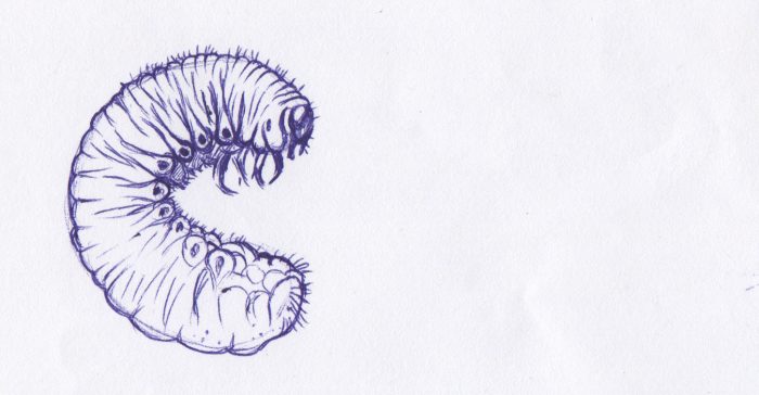 700x364 Drawings From The Call Center - Call Center Sketch