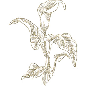 300x300 Calla Lily Sketch - Calla Lily Sketch