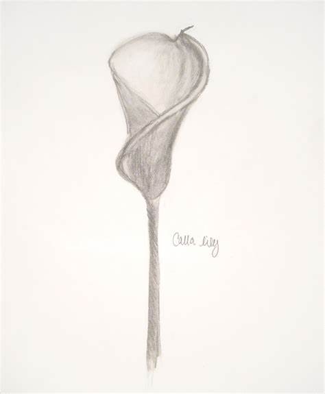 474x575 Calla Lily Sketches. Wendys Koru Craft Gallery Calla - Calla Lily Sketch